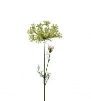 Allium  70cm 11.00